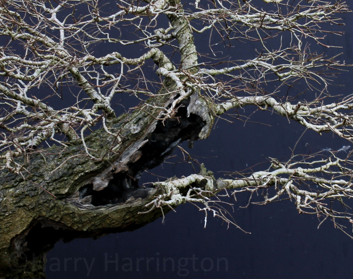 elm bonsai deadwood